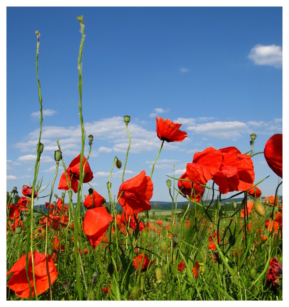 und noch mehr Mohn