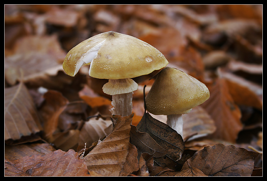 ...und noch mehr Pilze