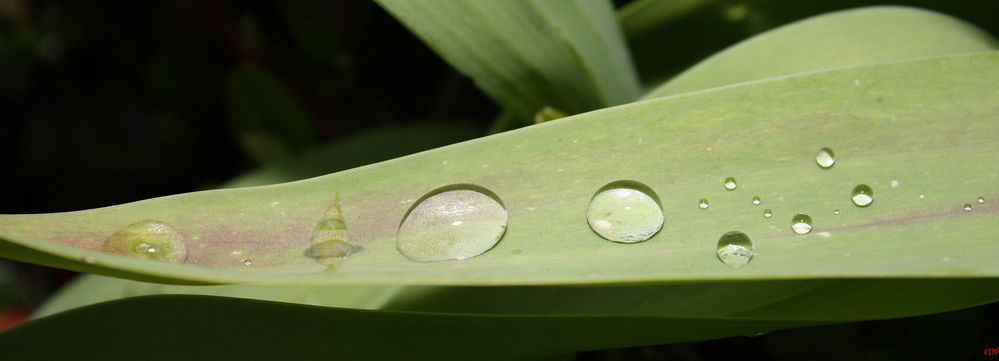 und noch mehr Regentropfen, die auf die Blätter tropfen