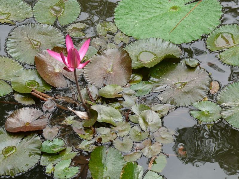 und noch mehr Seerosen......Farbenvielfalt auf Bali