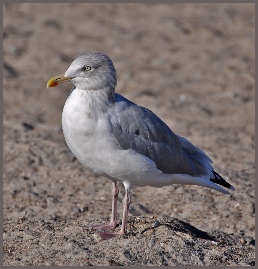 ...und noch mehr Strandbesucher