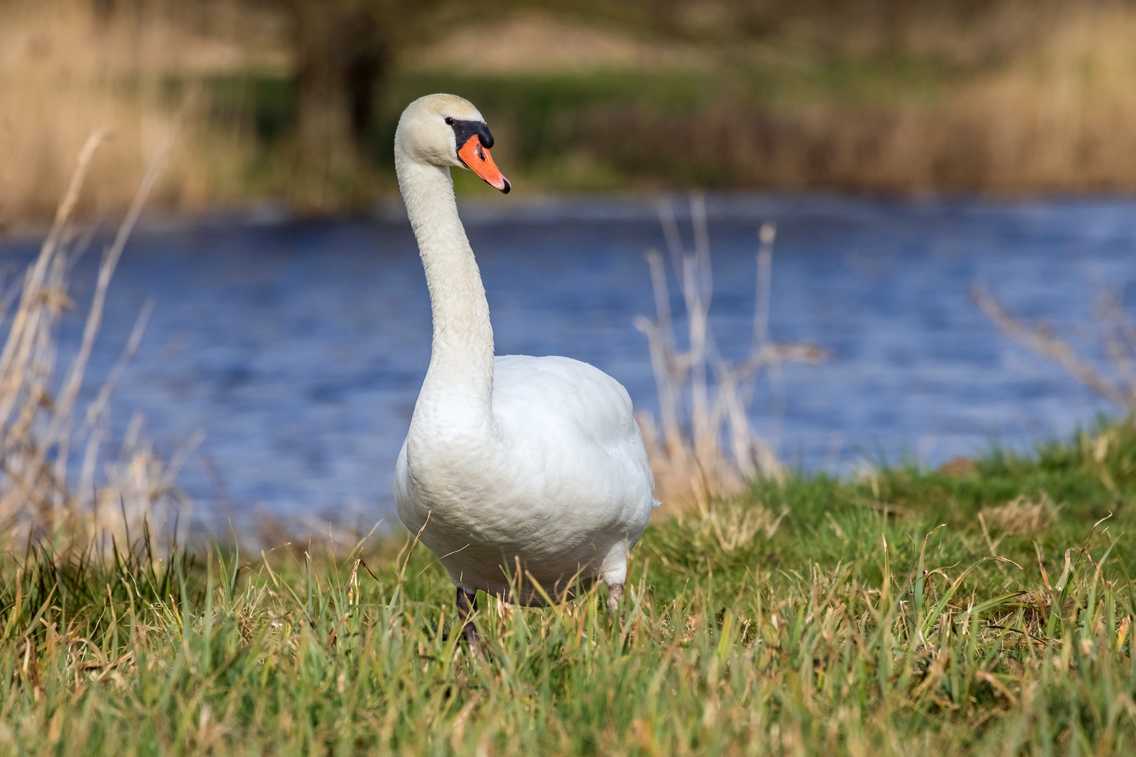 Und noch n Schwan ;-)