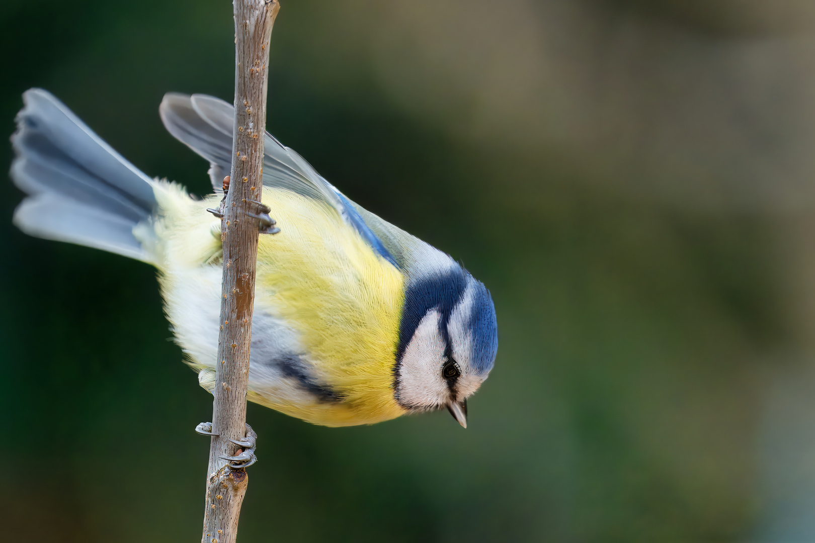 und noch ne Blaumeise