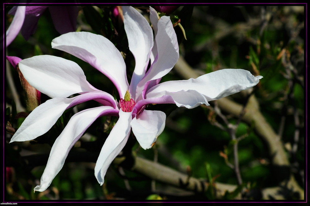 ...und noch ne Blüte