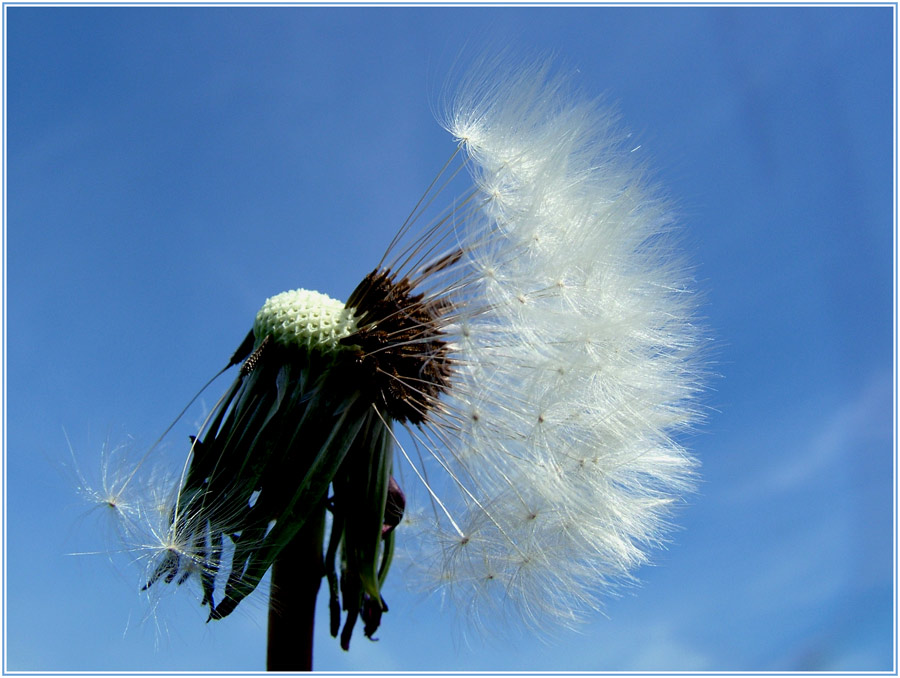 Und noch 'ne Pusteblume