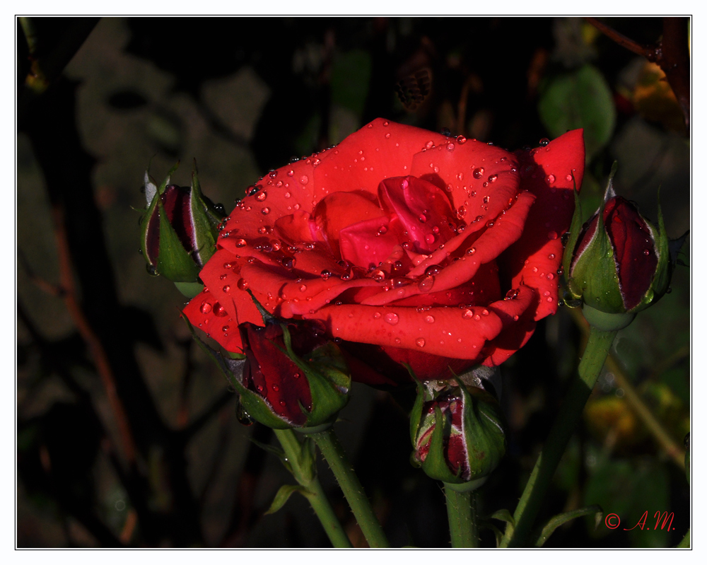 und noch ´ne Rose