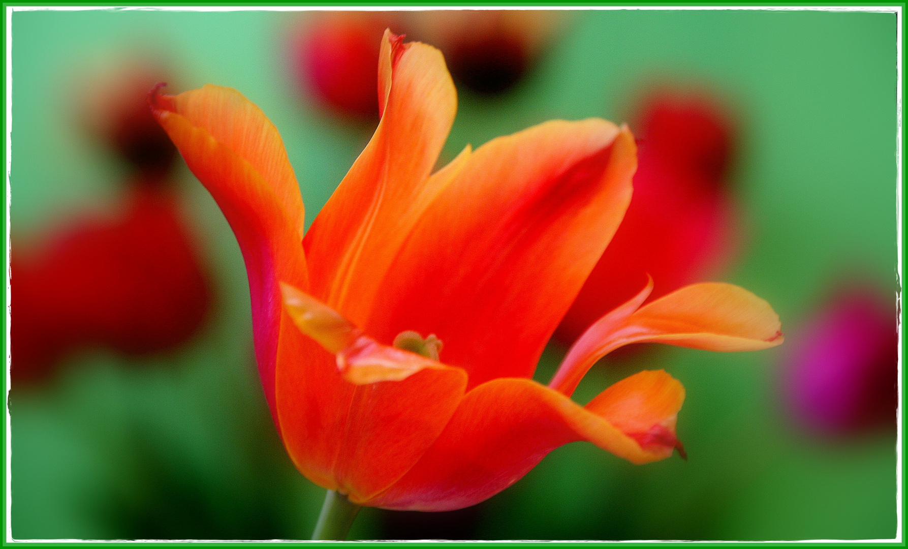 ...und noch ´ne Tulpe