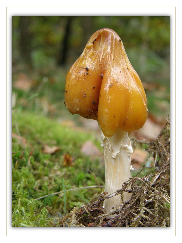 ....und noch ´nen Pilz