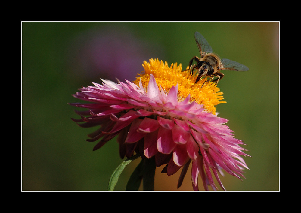 Und noch was Buntes....