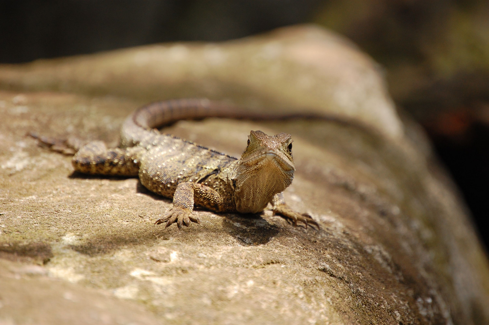 und noch was schönes ausm Zoo von Sydney