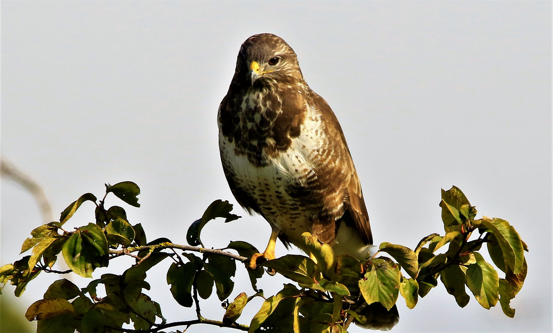 und nochen Bussard