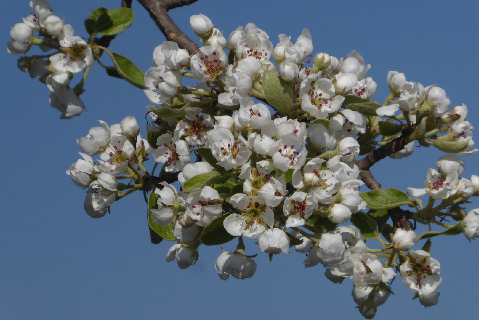 Und nochmal Birnenblüten