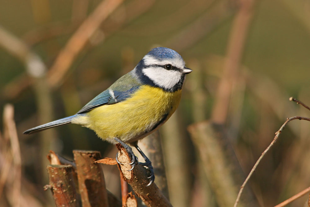 und nochmal Blaumeise an der Winterfütterung