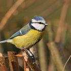 und nochmal Blaumeise an der Winterfütterung