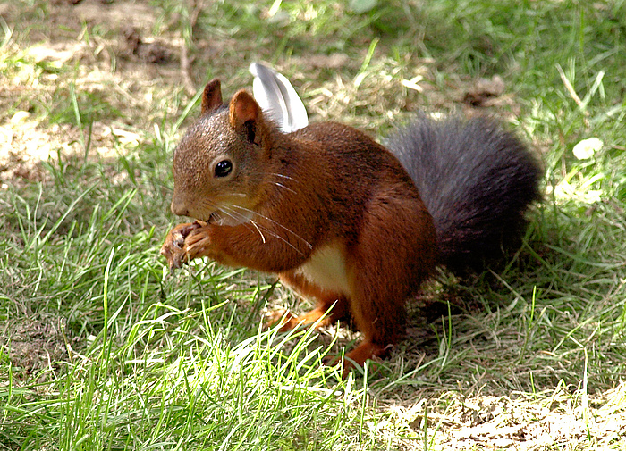 Und Nochmal Das Susse Eichhornchen Foto Bild Tiere Wildlife Saugetiere Bilder Auf Fotocommunity