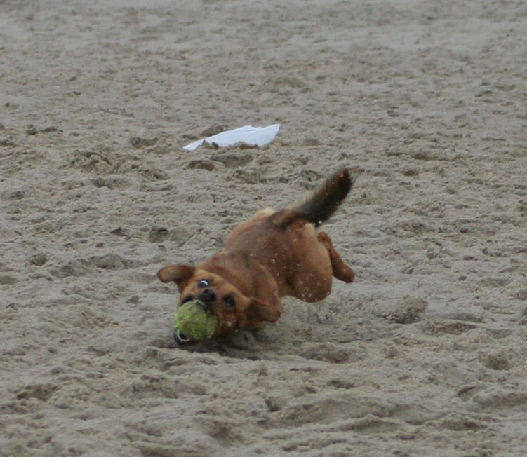 Und nochmal der ballgierige Terrier