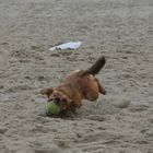 Und nochmal der ballgierige Terrier