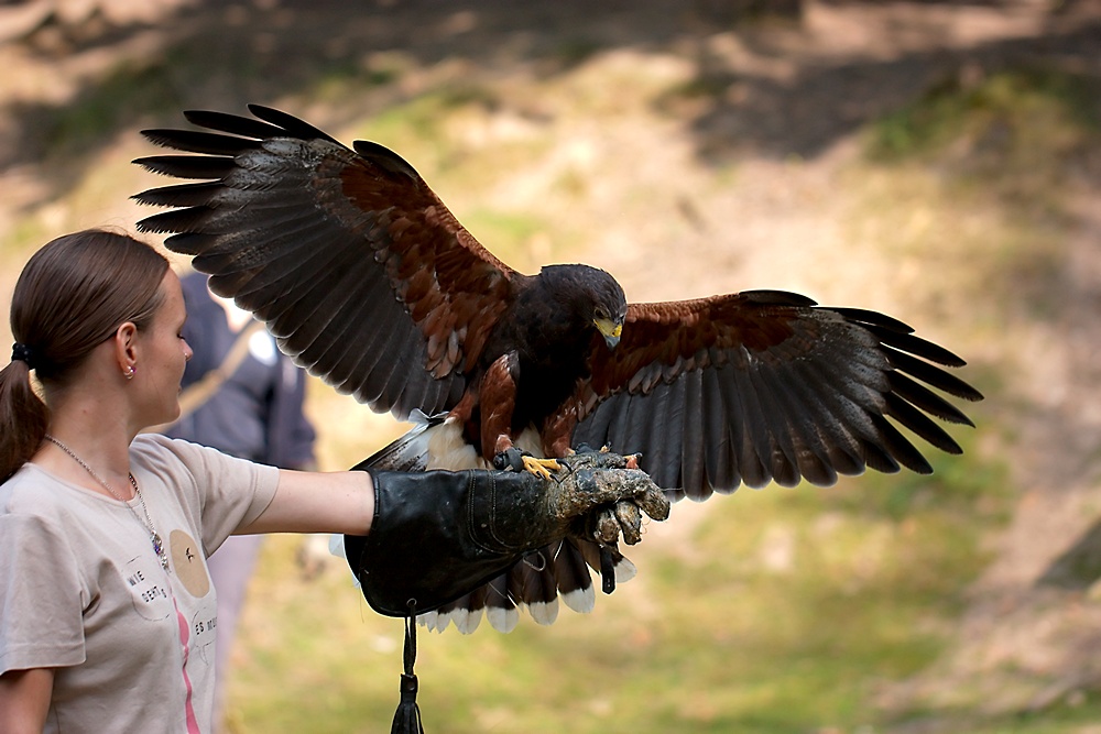 Und nochmal der Harris Hawk