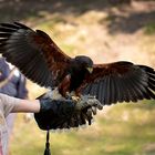 Und nochmal der Harris Hawk