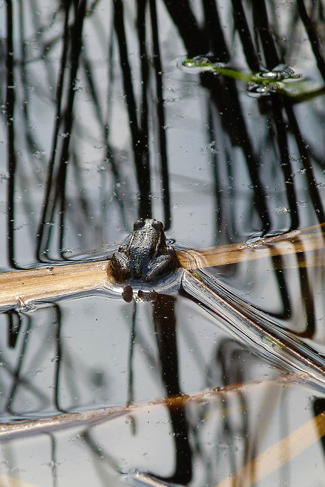 Und nochmal der kleine Frosch in einem anderen Format