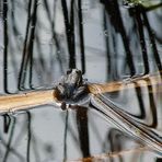 Und nochmal der kleine Frosch in einem anderen Format