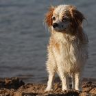 und nochmal der Rudi, jetzt wieder einigermaßen trocken & puschelig