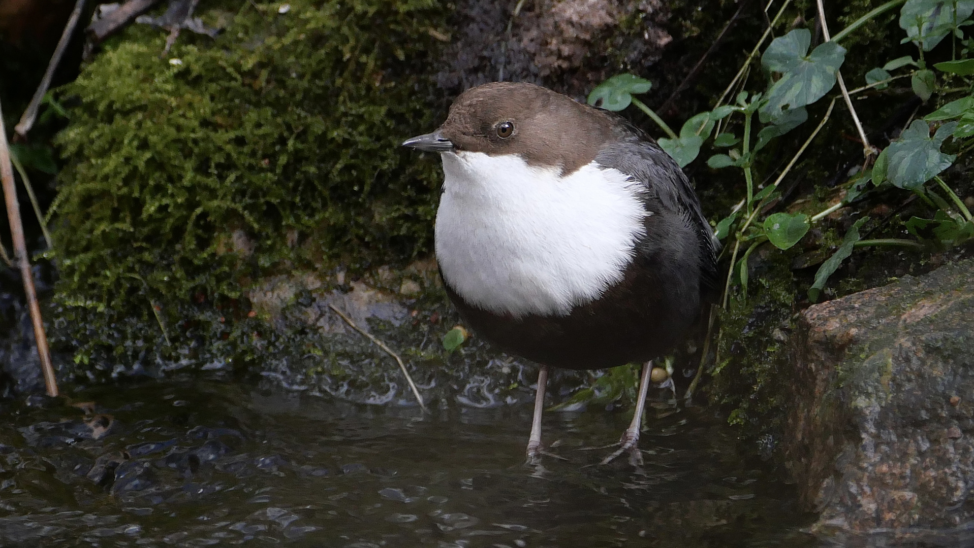 ...und nochmal die Wasseramsel