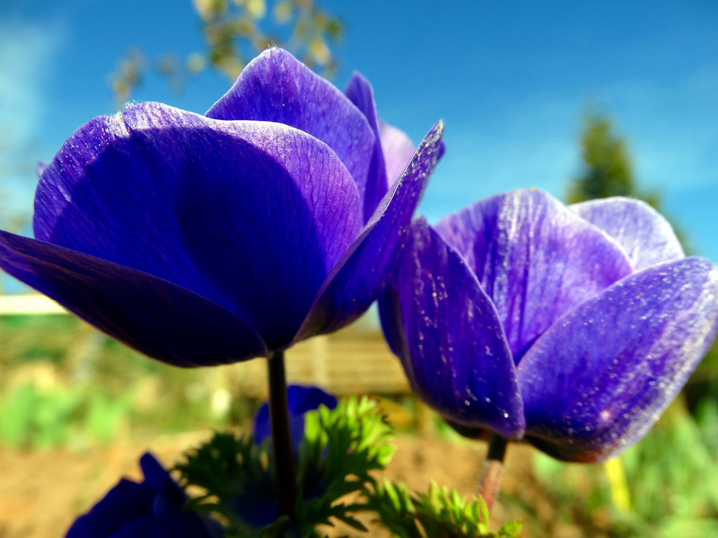 Und nochmal Frühling