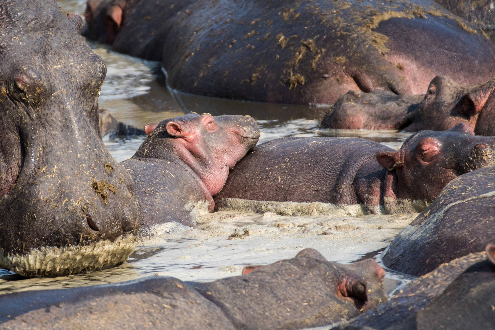 und nochmal Hippos