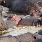 und nochmal Hippos