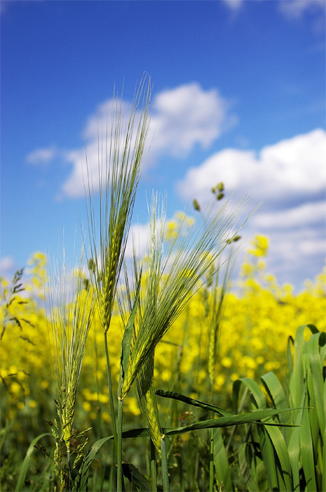 Und nochmal ins feld...