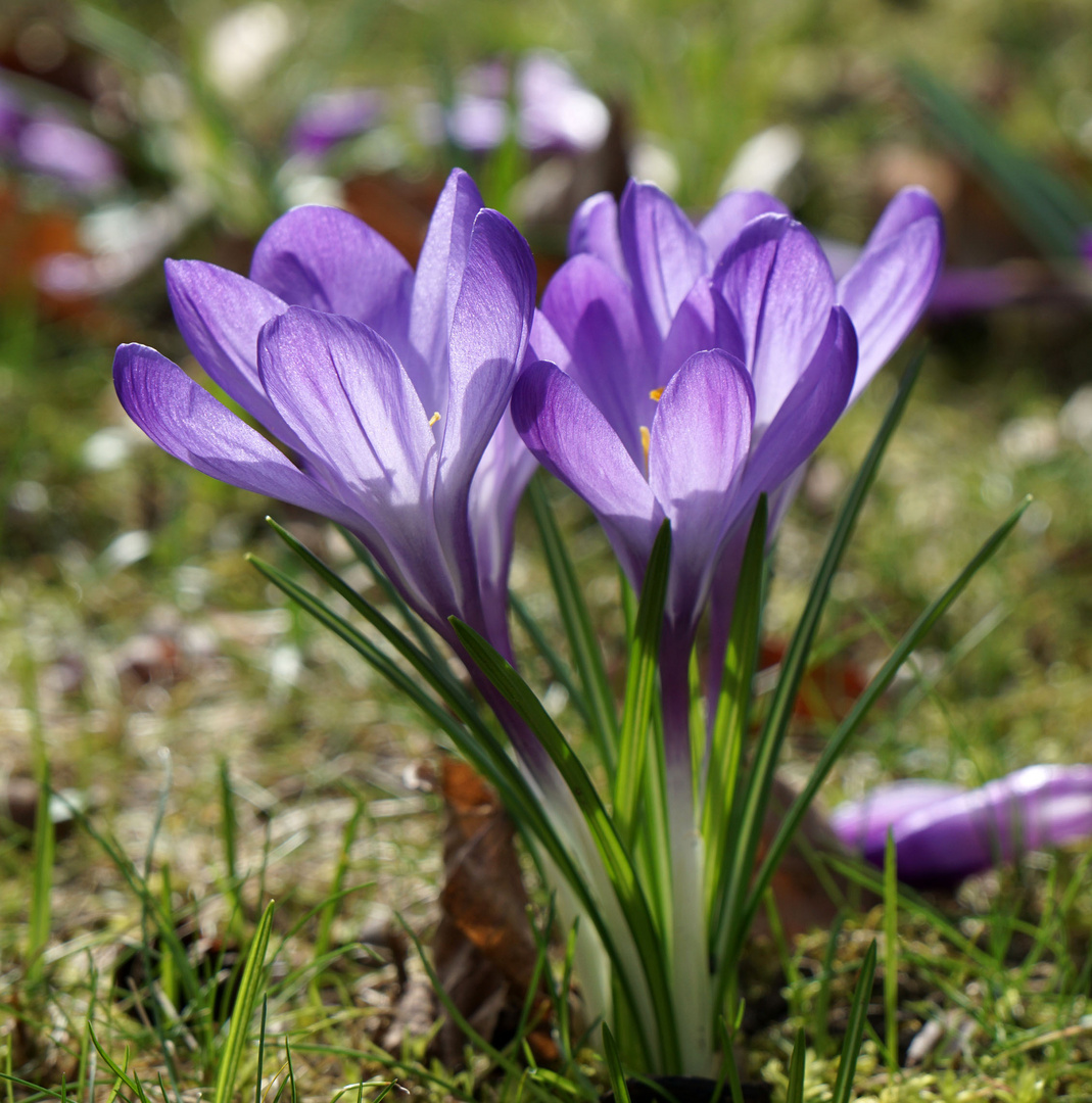 Und nochmal Krokus