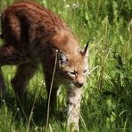 und nochmal Luchs