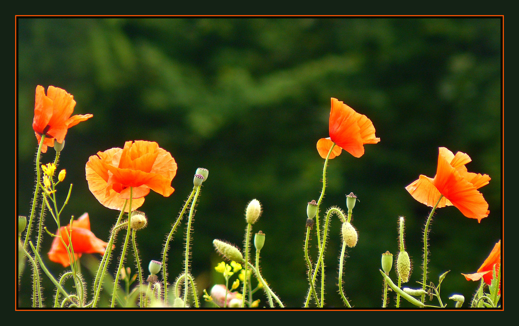 und nochmal Mohn......!