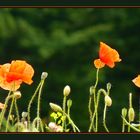 und nochmal Mohn......!