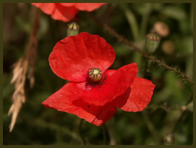 und nochmal Mohn :)