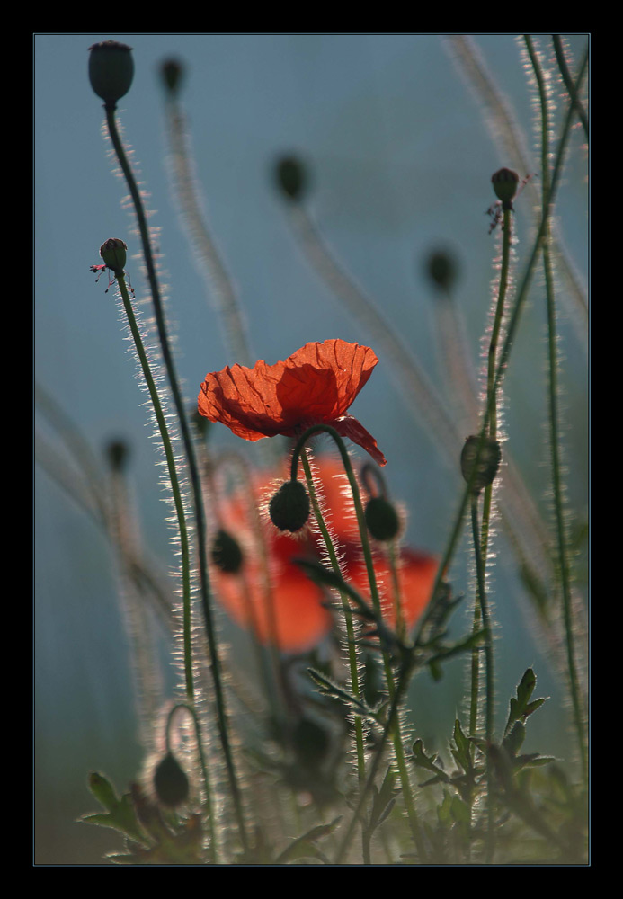 und nochmal mohn....!!