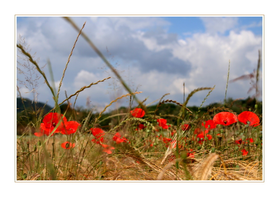 Und nochmal Mohn