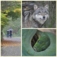 ..und nochmal Tierpark vom 17.10.