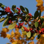 Und nochmals Herbstfarben oder Herbstfrüchte oder so..