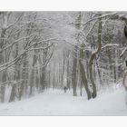 Und nochmals Winterwald