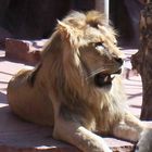 Und nochmel ein Löwenherr