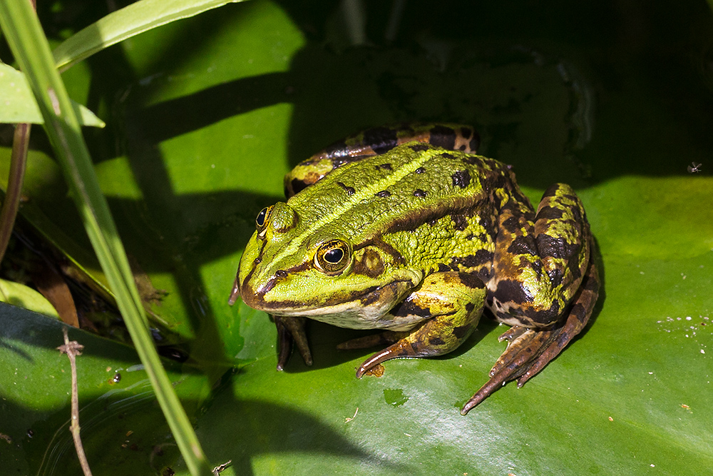 Und noch'n Frosch