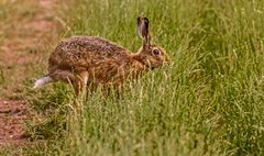 Und noch'n Hasi vom Felde