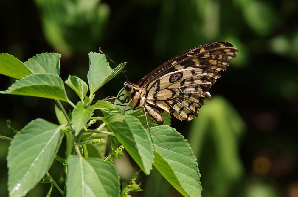 Und noch'n Schmetterling . . .