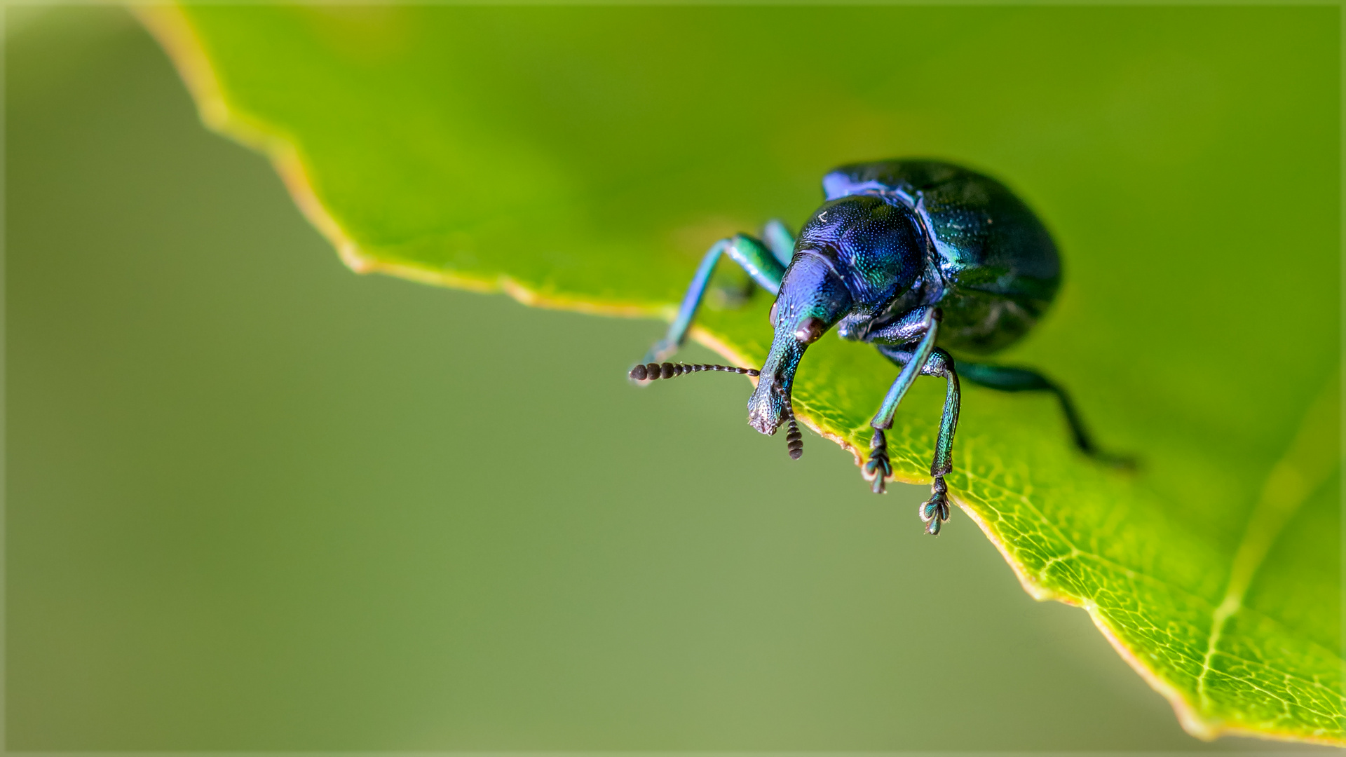 Und nu Foto & Bild blau, makro, natur Bilder auf