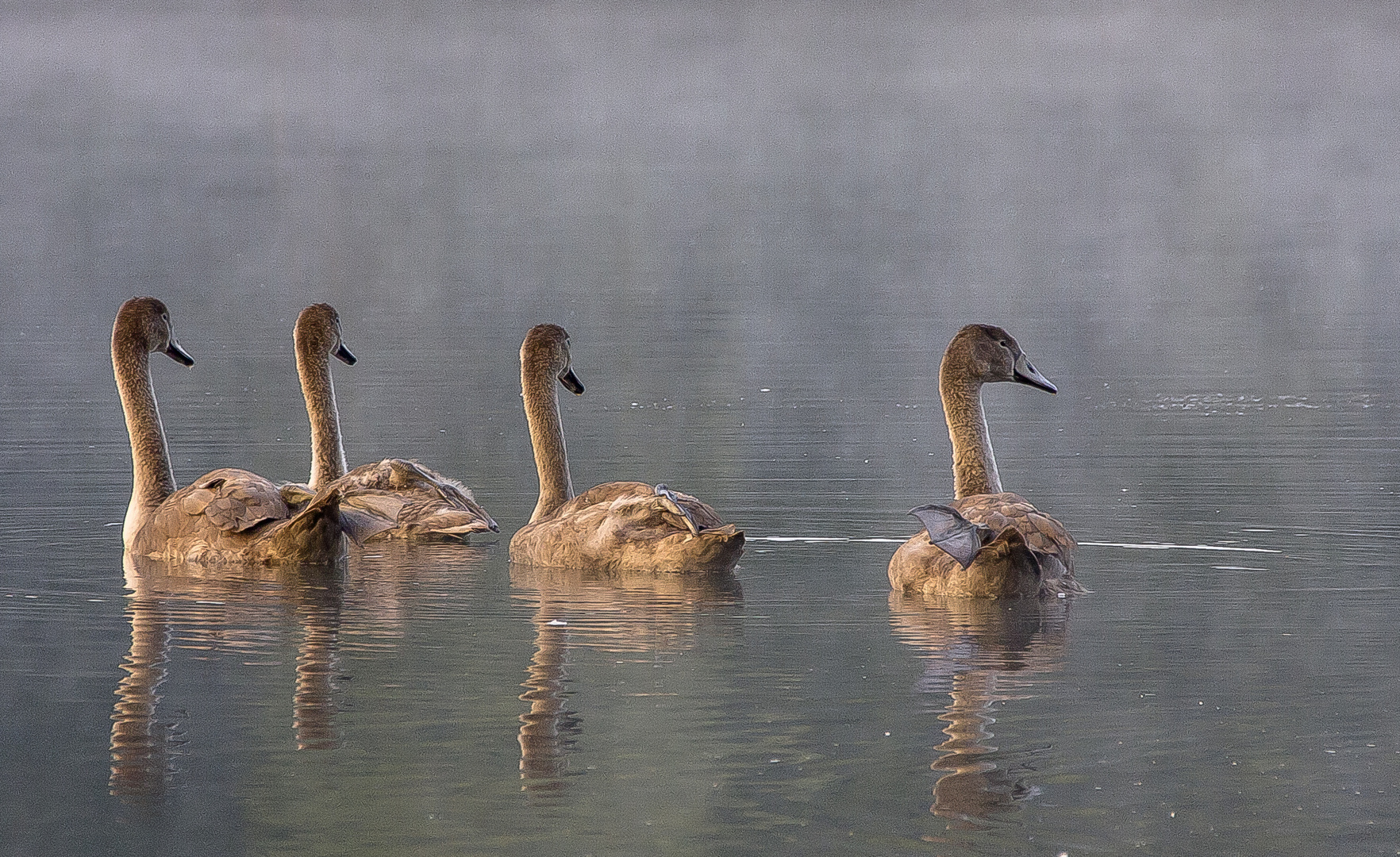 und nun... Foto & Bild natur, vögel, wildlife Bilder auf