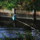 Und nun auch das noch........ein Eisvogel