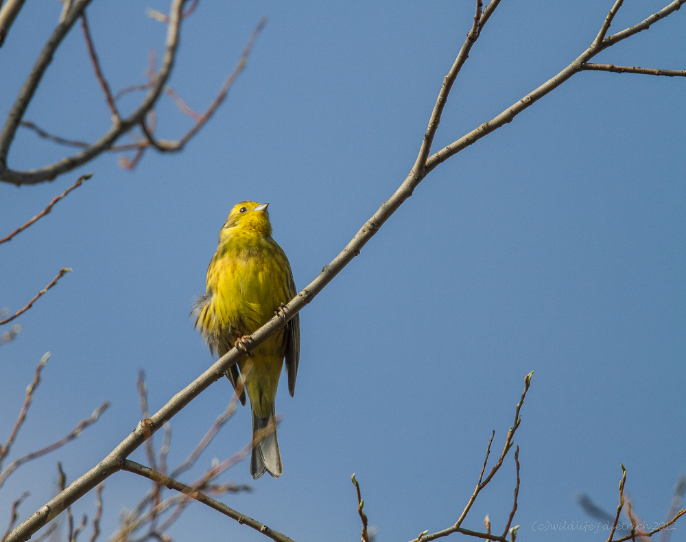 Und nun das Singvogelwetter..