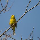 Und nun das Singvogelwetter..